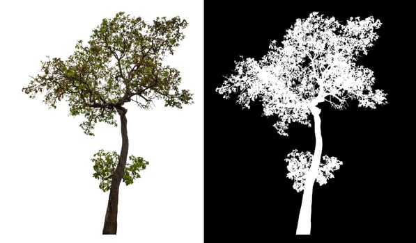 Single tree isolated on white background with clipping path and alpha channel on black background. photo