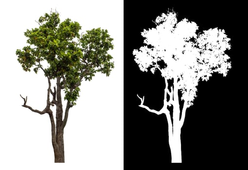 Single green tree isolated on white background with clipping path and alpha channel on black background. photo