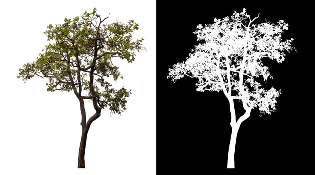 Single tree isolated on white background with clipping path and alpha channel on black background. photo