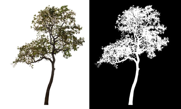 Single tree isolated on white background with clipping path and alpha channel on black background. photo