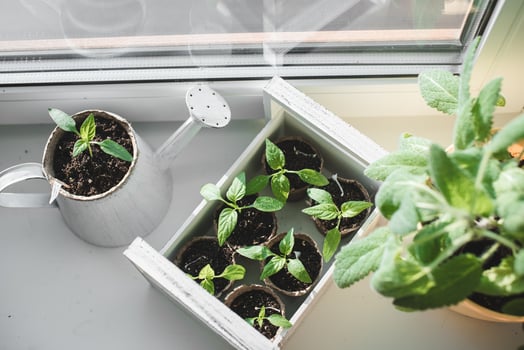 Seedlings of peppers in a white wooden box and a white planter on a white background. Spring gardening concept. photo