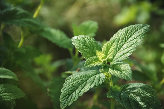 Green leaves of young Melissa. Lemon balm. Herb garden. photo