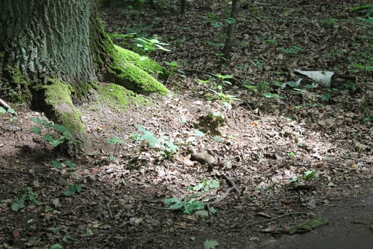 simple nature photo