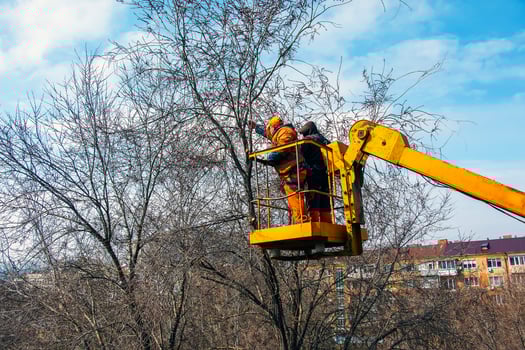 Municipal service workers stand with a chainsaw in a crane basket and trim dangerous trees photo