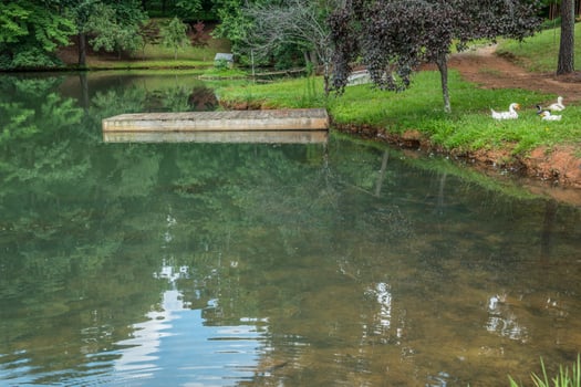 Pond on a farm photo