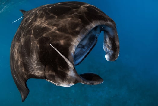 Close up view of giant manta ray fish. Sting ray in blue ocean photo
