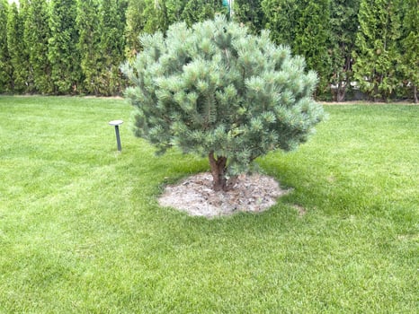 A small bush of blue spruce grows in the park on the green grass. photo