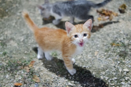 Cute little kittens are playing in the garden. Selective focus. photo