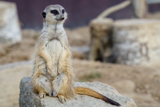 Suricata standing on a guard. Curious meerkat photo