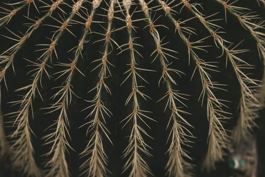 Cactus Ferocactus pilosus round with thorns in the desert close-up photo