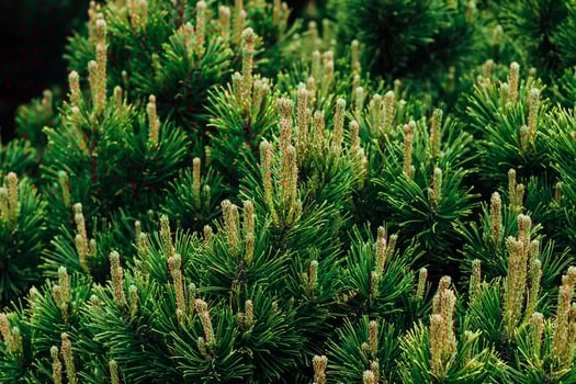 Pinus densata close-up in landscape garden photo