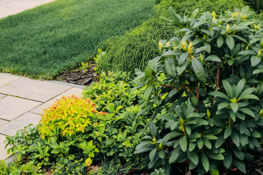 Rhododendron green decorative in landscape garden photo