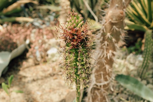 Cactus Ferocactus pilosus round with thorns in the desert close-up photo