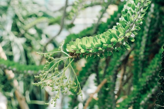 Alluaudia procera plant in the desert close-up photo