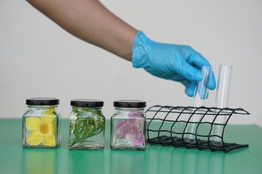 Hand wears blue protective glove, hold transparent bottle jar that contain sample flower, pickled with chemical to preserve of freshness. Concept, scientific experiment. photo