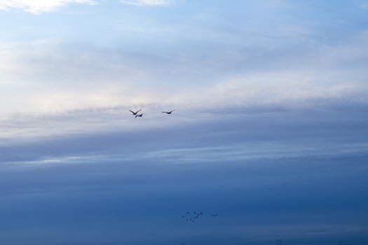 birds flying against a clear blue sky photo