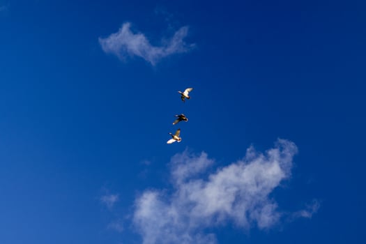 birds against a clear blue sky photo