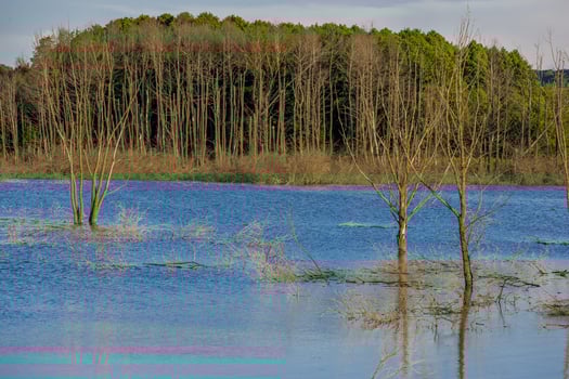 Flooded dead trees in the forest. Abandoned lake photo