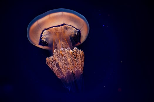 jellyfish float gracefully against a deep blue background photo