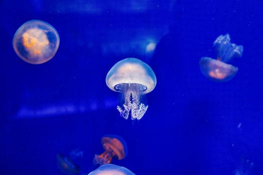 jellyfish float gracefully against a deep blue background photo
