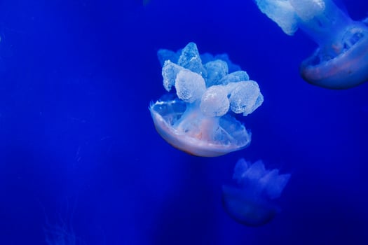 jellyfish float gracefully against a deep blue background photo