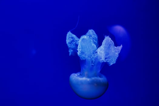 jellyfish float gracefully against a deep blue background photo