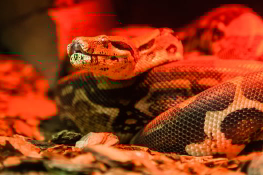 Snake python close-up under red light photo