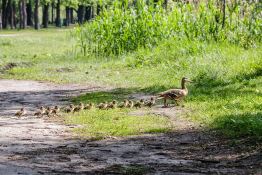 duck with ducklings move to the pond photo