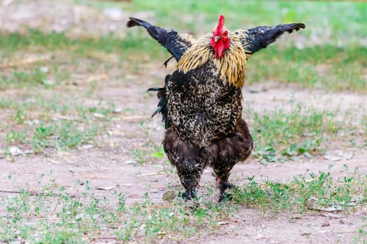 beautiful cock on grass background photo
