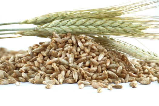 Pile of rye grains with rye stalks on a white background photo