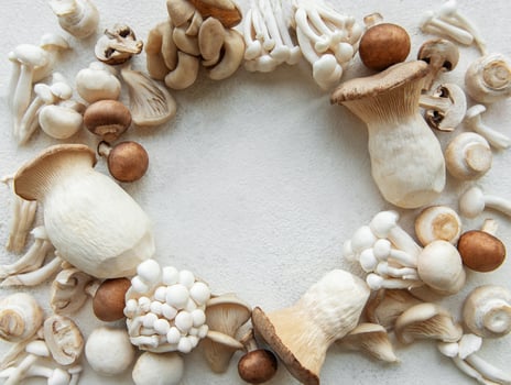 Assortment of various raw mushrooms photo
