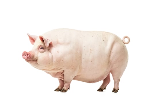 Pink Pig Standing Isolated on White Background photo