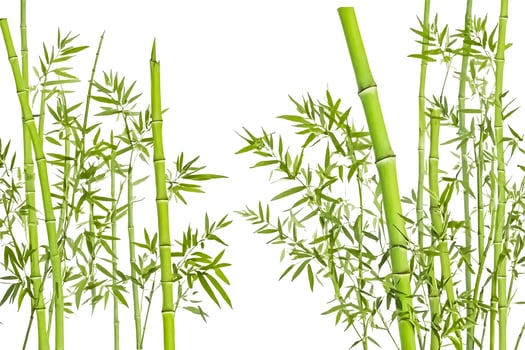 Lush Green Bamboo Shoots Isolated on White Background photo