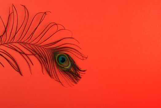 Peacock plume on color paper photo