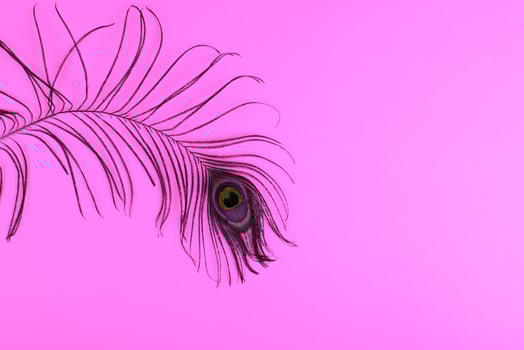 Peacock plume on color paper photo