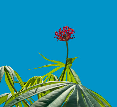 Red flowers blossom from the jatropha multifida plant or coral plant photo