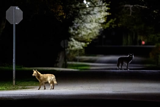 Coyotes in the Suburbs photo
