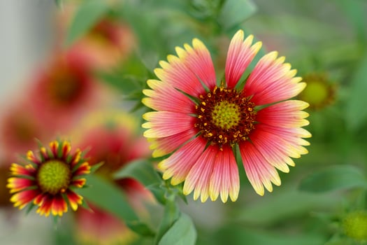 Top view of Blanket Flower. The outer petals are red-orange with oval yellow tips. The petals are tightly clustered in a circle in the center of the bouquet and come in many colors. photo