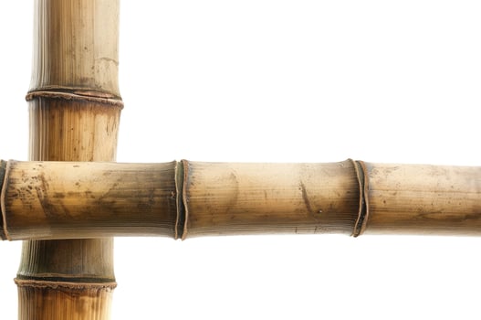 Bamboo Trunks Isolated on White photo