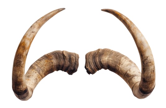 Horns, Isolated on White photo