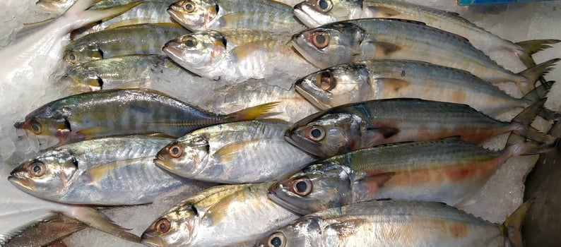 pile of fresh fish in supermarket photo