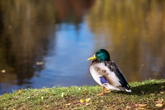 One duck male and female resting near a lake photo