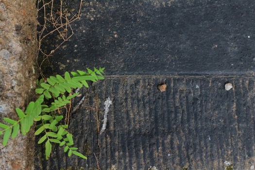a fern with green leaves growing on a cement grey brick wall. Art, background and textures. photo