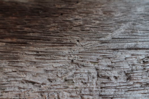 Wood decay with wood termites , Old grunge dark textured wooden background photo