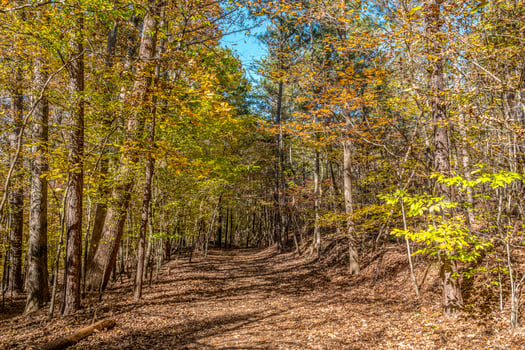Trails in a forest in autumn photo