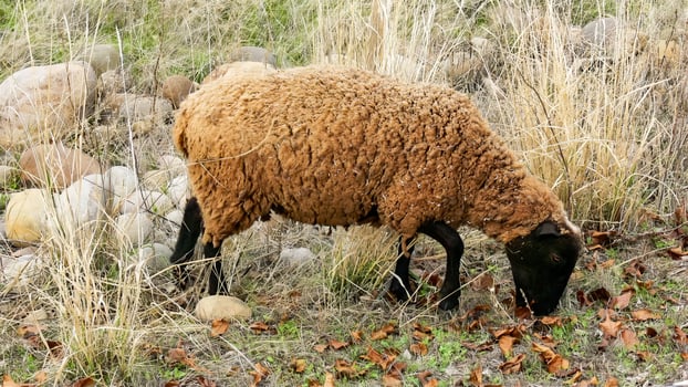 Tan Goat eating grass photo