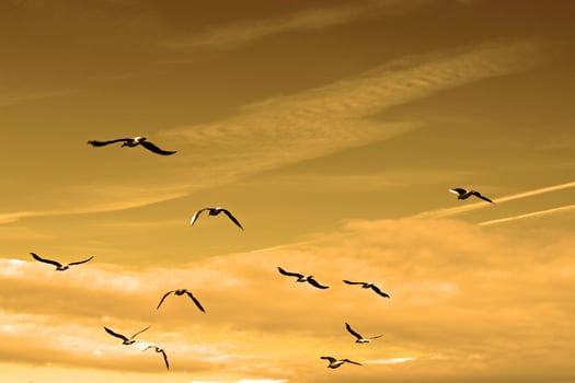 Seagulls Flying in the Early Morning Sky photo