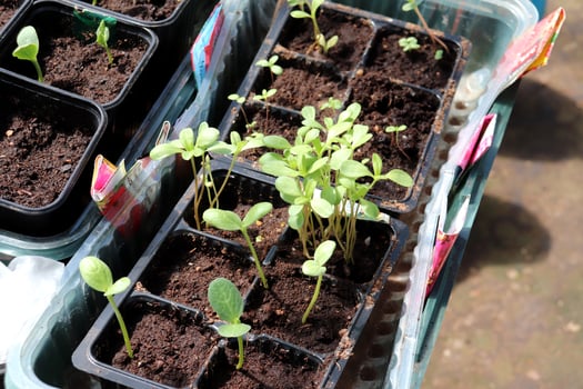 seedlings of zinnia flowers in plastic cups photo