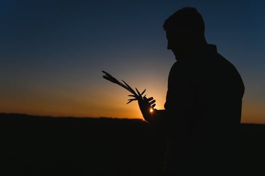 Closeup shot of a man checking the quality of the wheat spikelets on a sunset in the middle of the golden ripen field. Farm worker examines the ears of wheat before harvesting. Agricultural concept photo