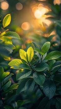 Green Leaf With Water Droplets photo